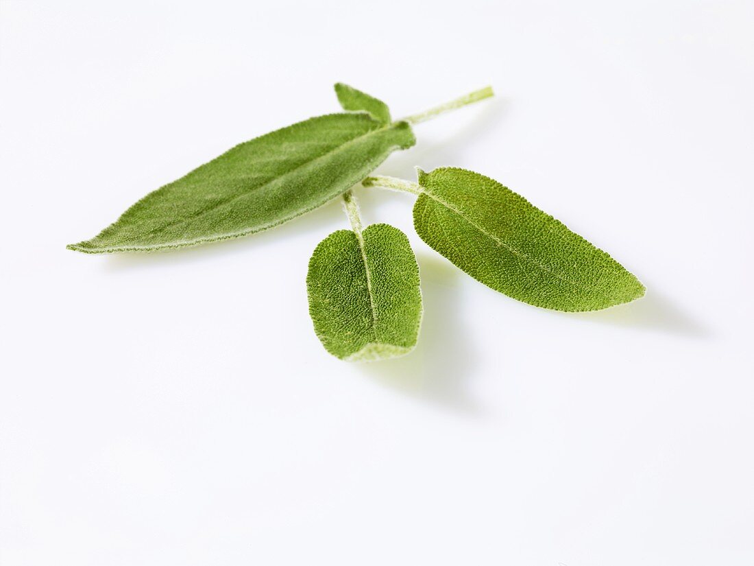 Sage leaves