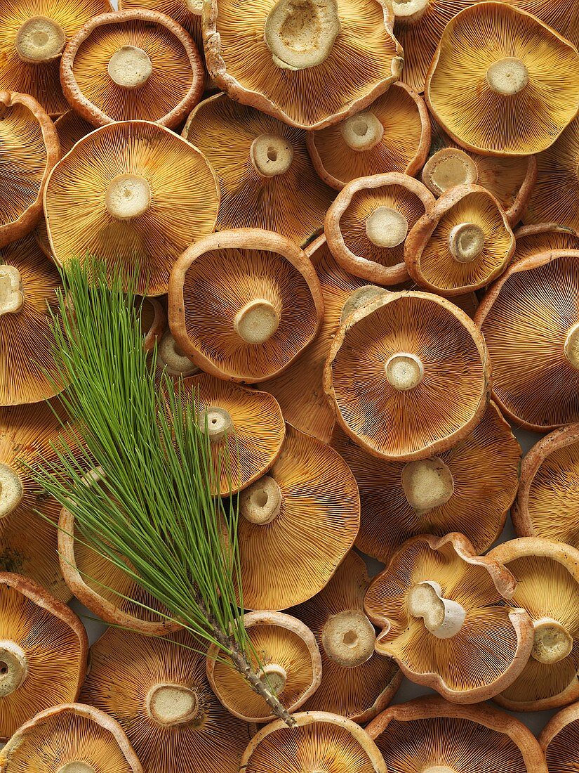 Viele Matsutake-Pilze von oben