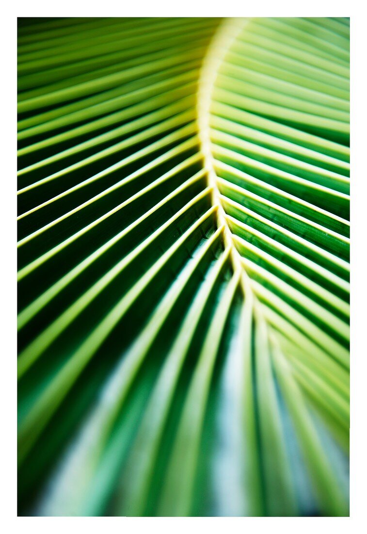 Palm leaf (full-frame)