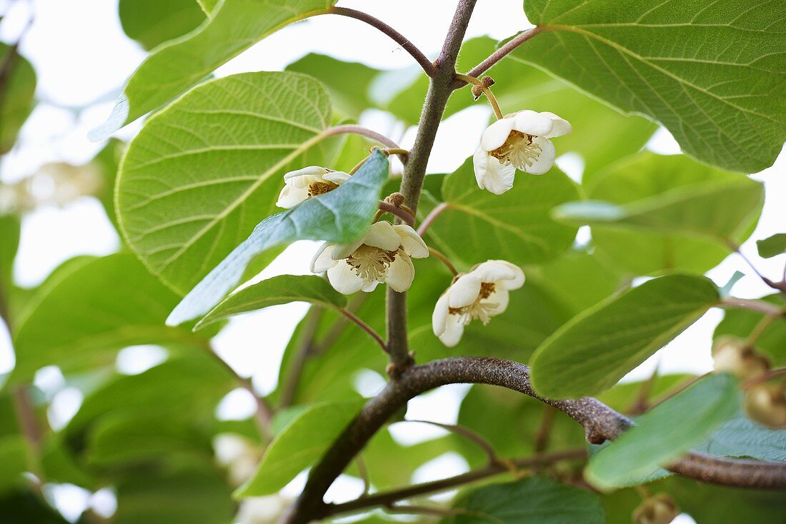 Kiwi fruit blossom