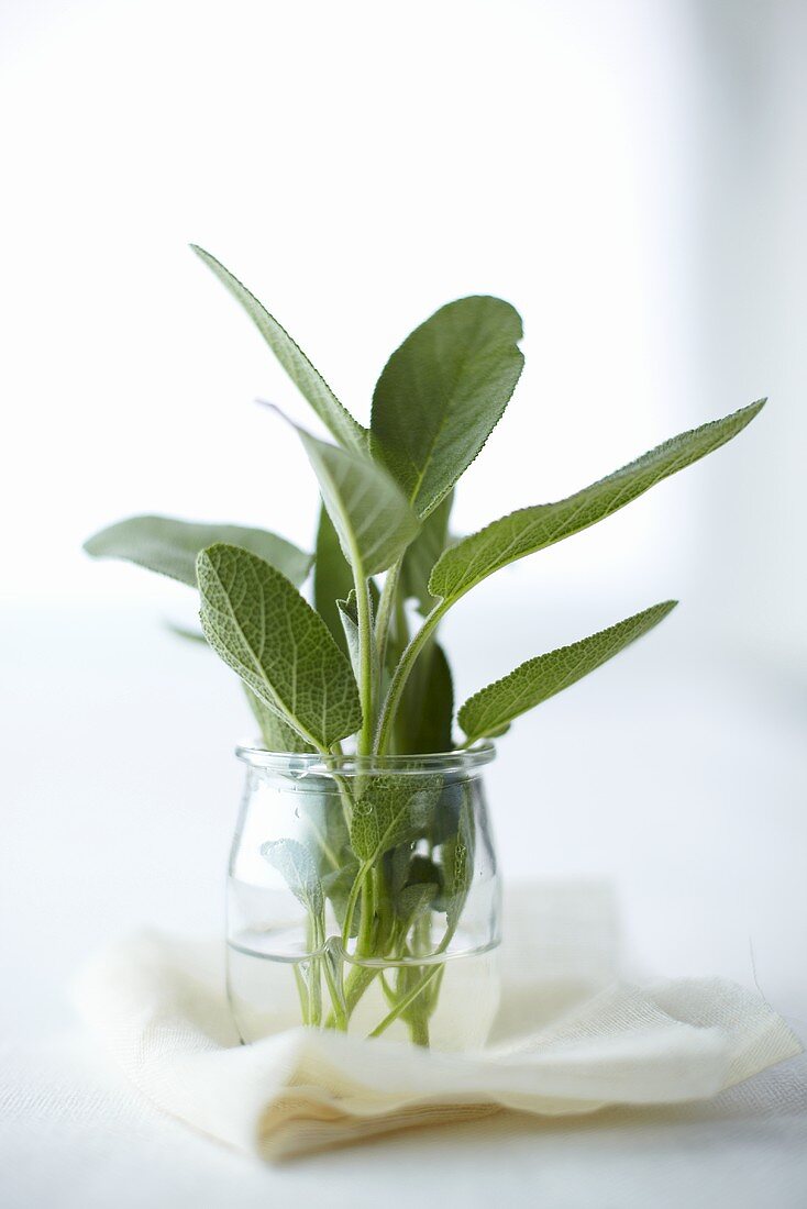 Fresh sage in a jar of water