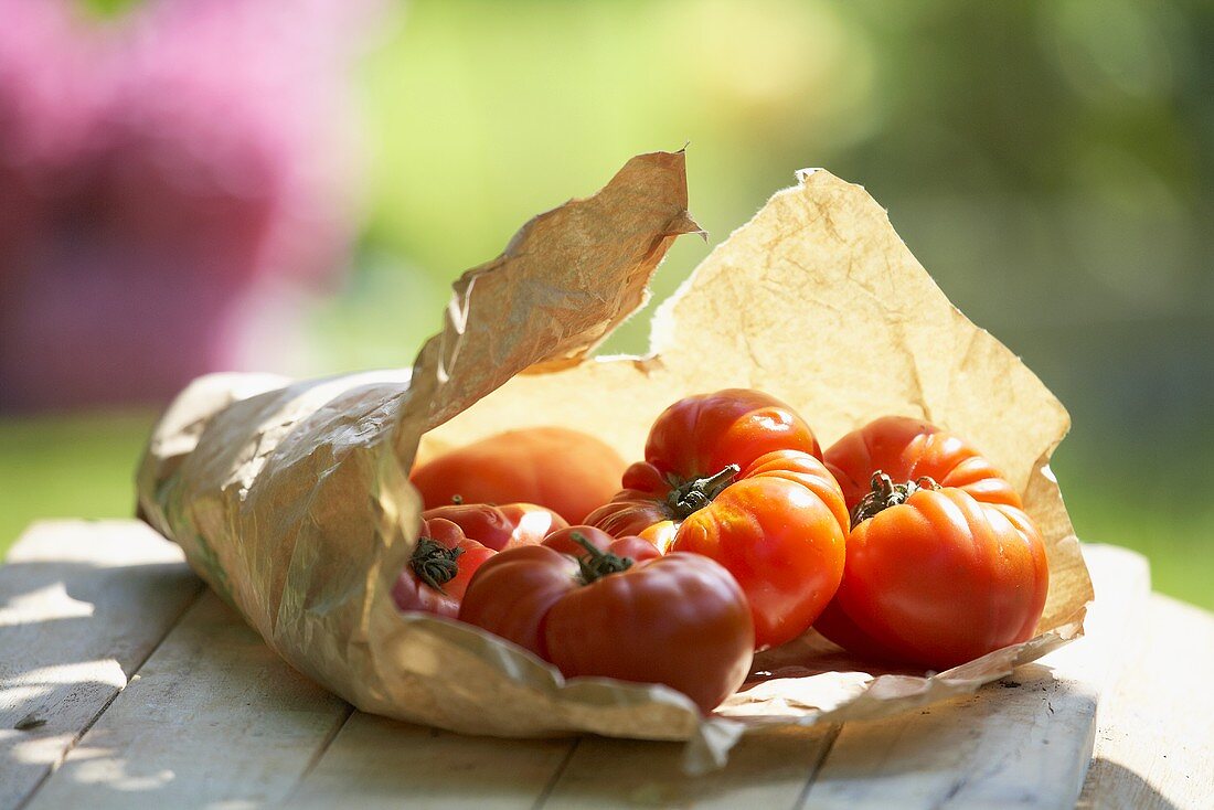 Tomatoes, variety 'Vierländer Krause', on paper bag