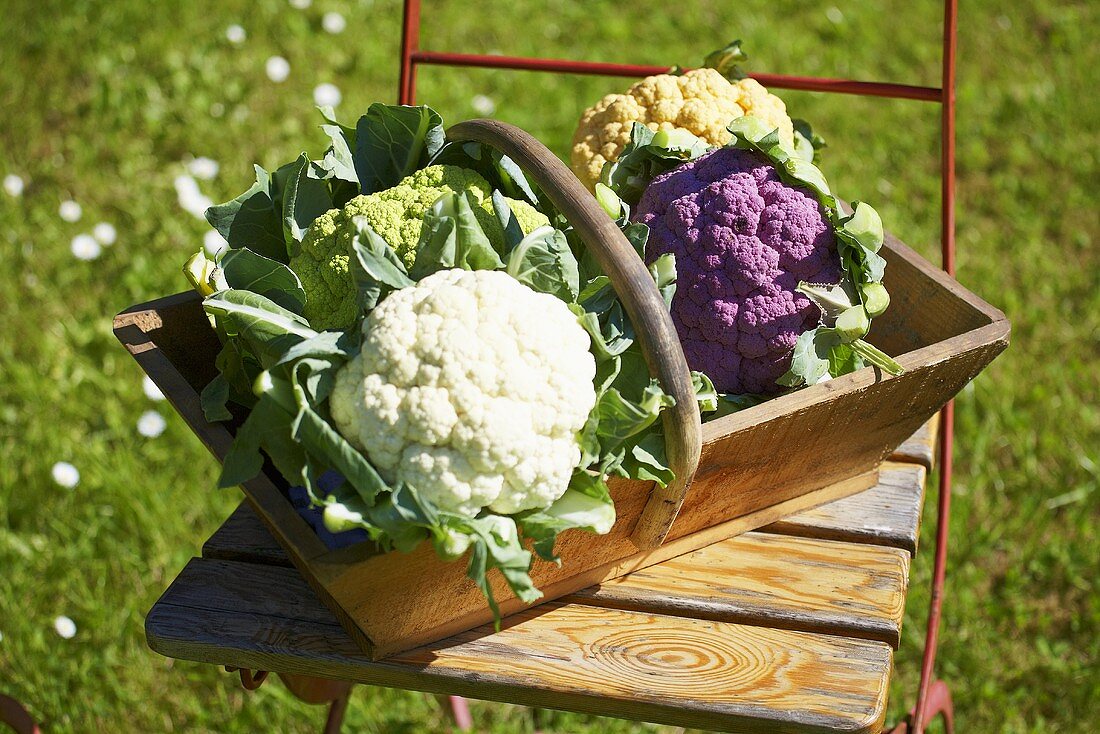 Different coloured cauliflowers in wooden basket