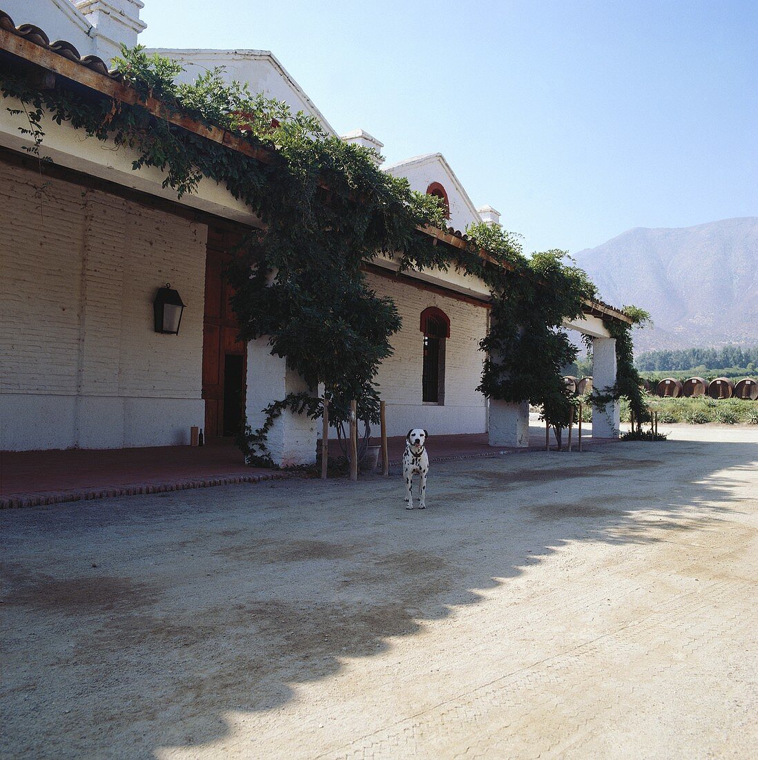A dog in front of Errazuriz Estate, Aconcagua Valley, Chile