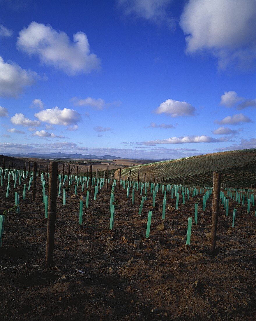 Young vines on Capaia Estate, S. Africa
