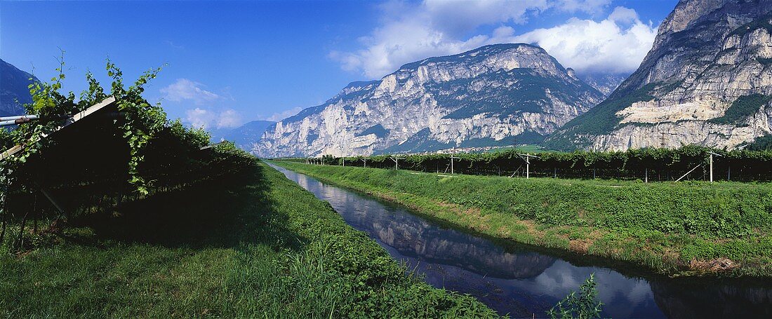 Weinbaugebiet Trentino, Italien