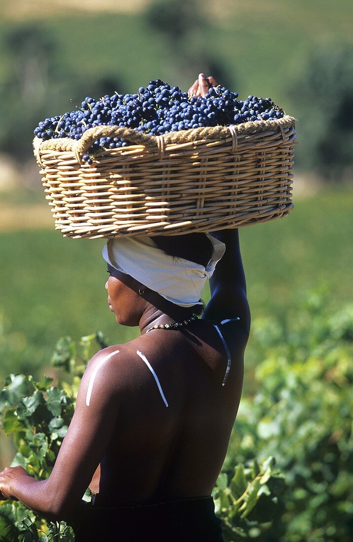 Young S. African woman carrying a basket of grapes