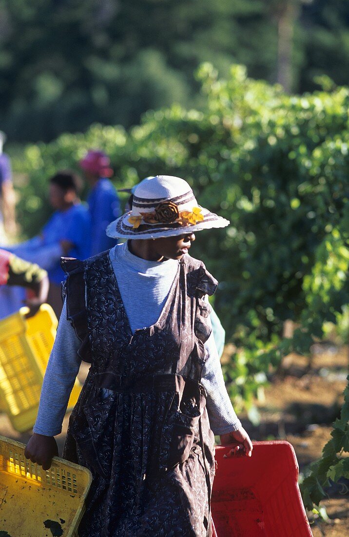 People at work in a vineyard, S. Africa
