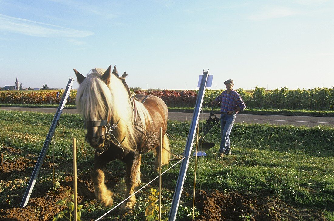 Wine-grower horse ploughing between rows of vines, Pfalz