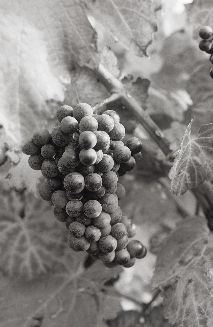 Red wine grapes on the vine