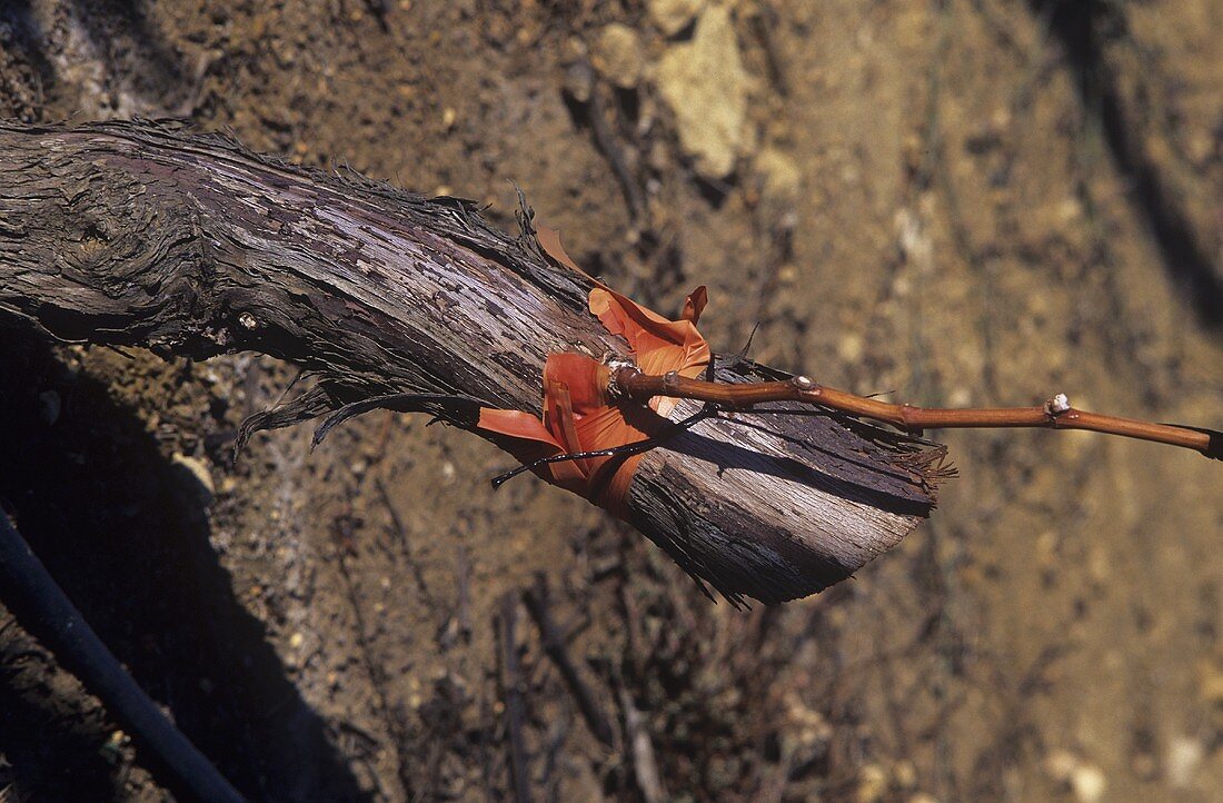 A graft on a vine