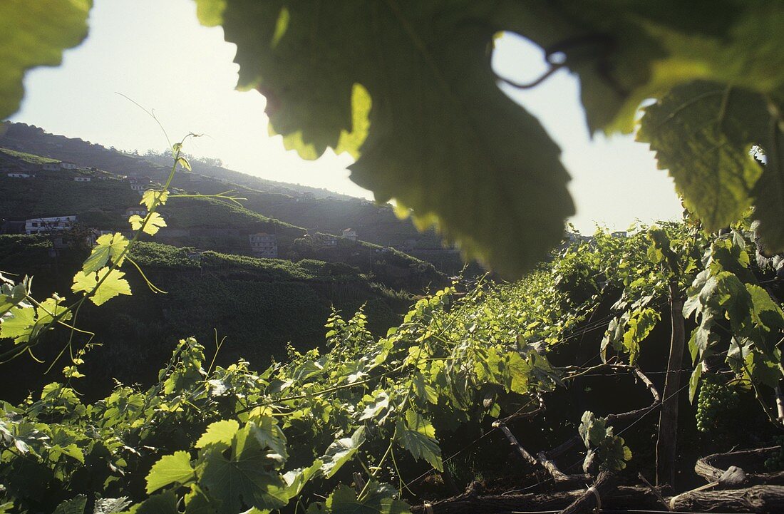 Weinbau bei Camara de Lobos auf Madeira, Portugal