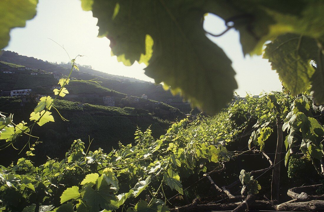 Wine-growing near Camara de Lobos, Madeira, Portugal