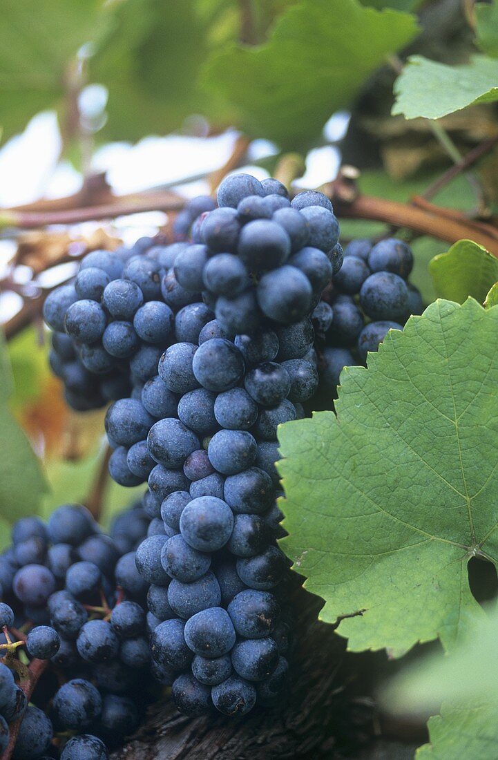 Zweigelt grapes on the vine