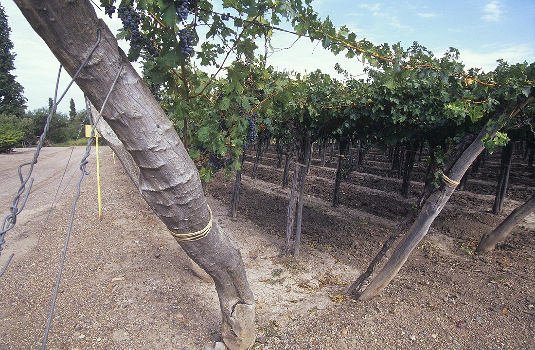 Viticulture in Chile