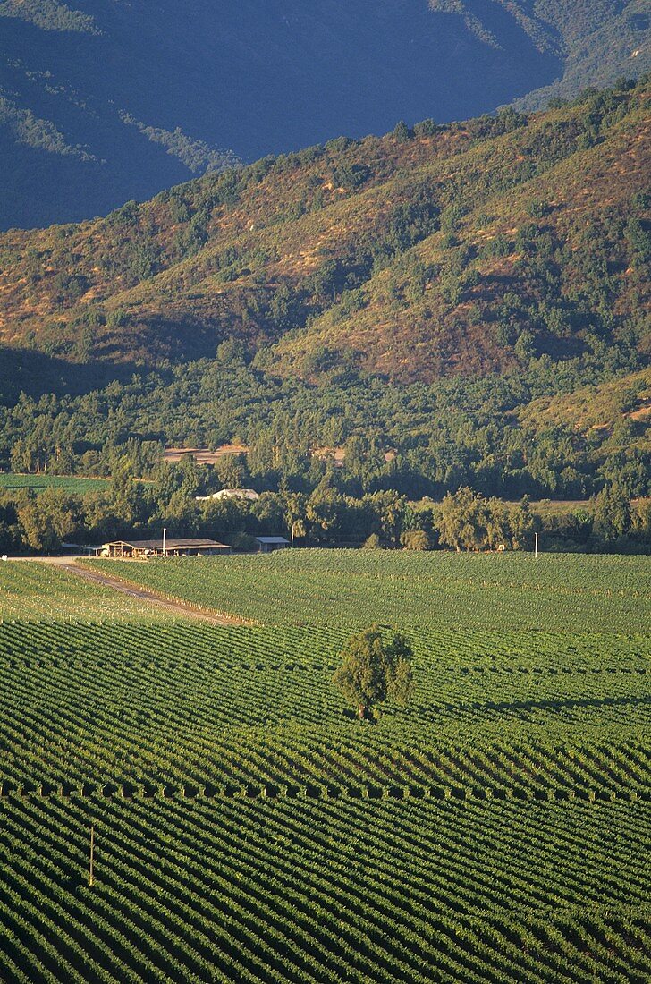 Vineyards near Casablanca, Chile