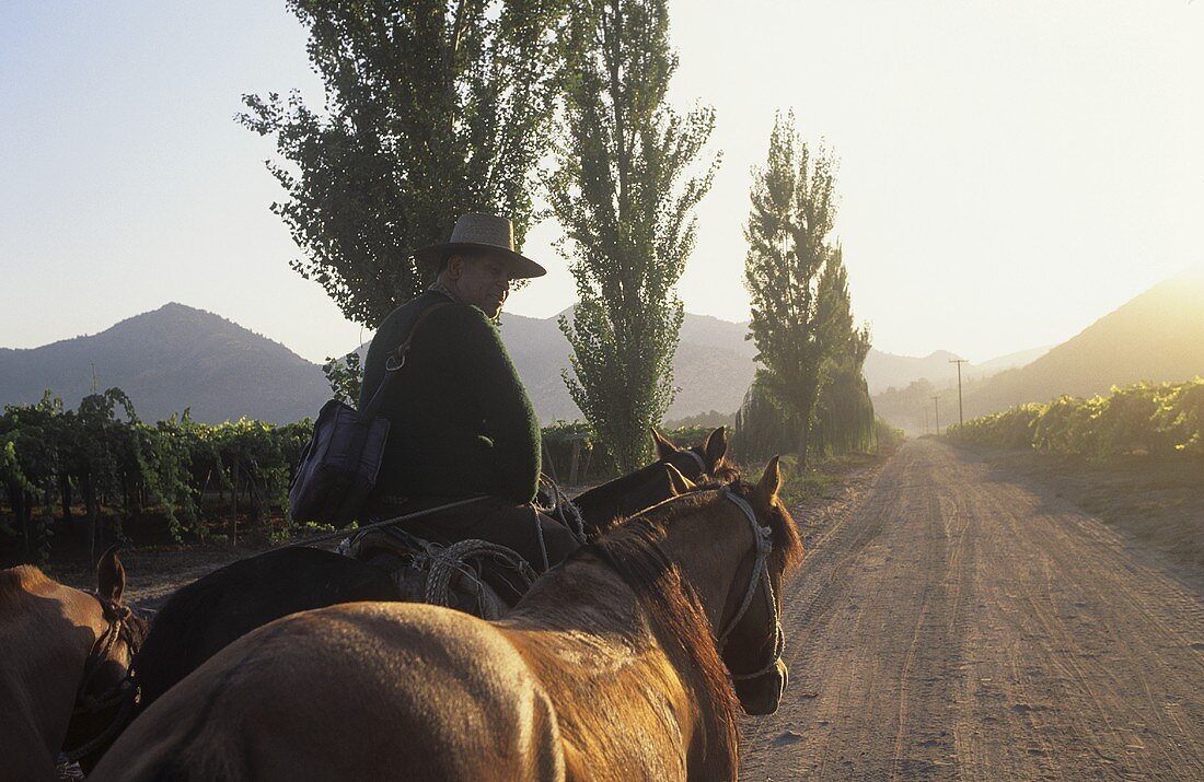 Weinbauer reitet mit Pferden durch Weinberg, Santa Rita, Chile