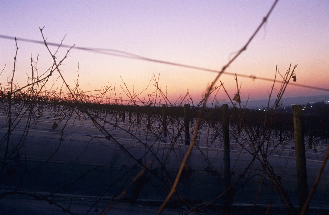 Ice wine vineyard at twilight, Rheingau, Germany