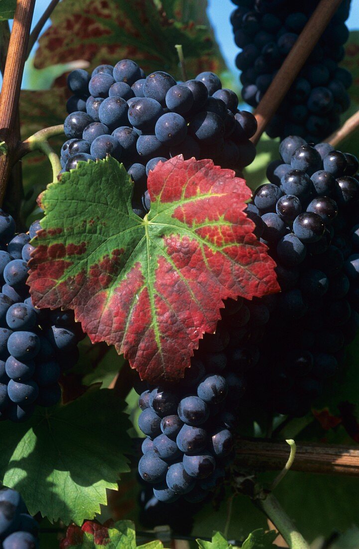 Blaufränkisch grapes