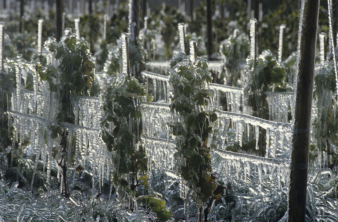Frozen vines, Tiefenbrunner Wine Estate, Cortaccia, S. Tyrol