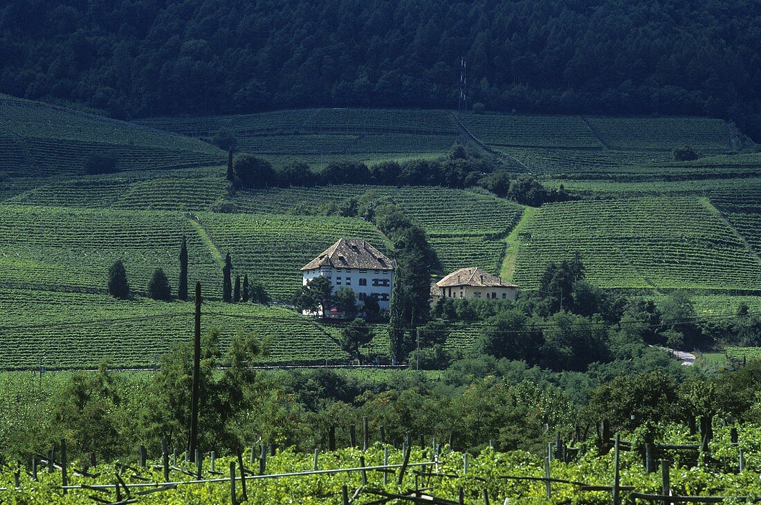 Castel Ringberg, Weingut Elena Walch, Südtirol, Italien