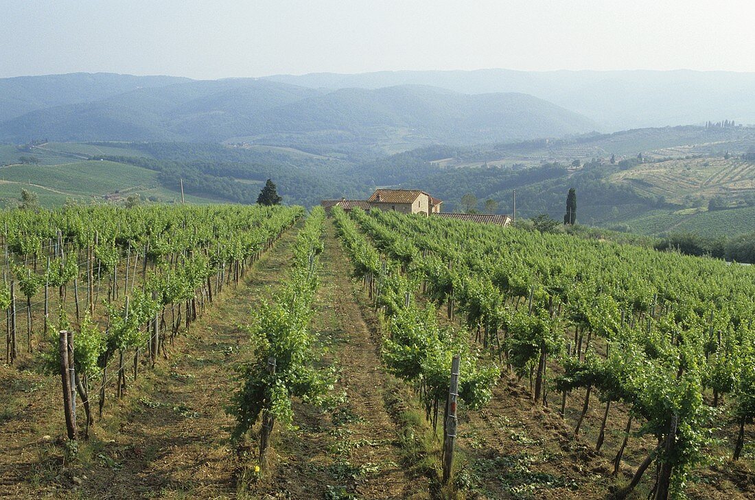 Weingut Al Tondo, Ruffino, Toskana, Italien