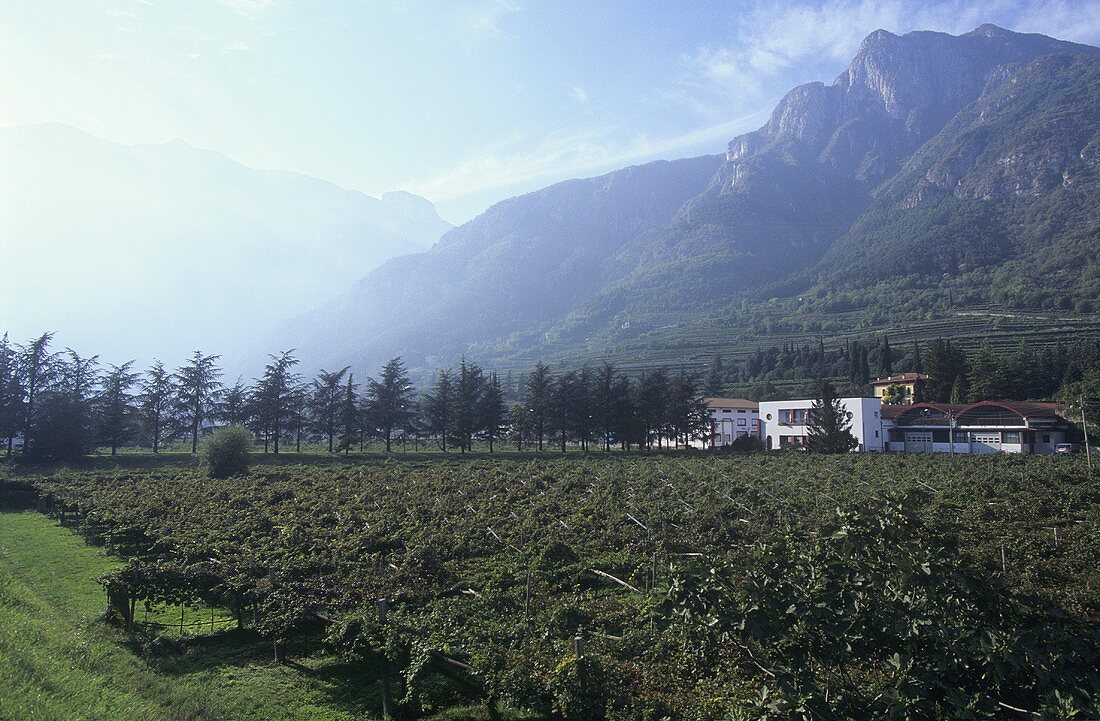 Blick über Weinberg auf Avio, Veneto, Italien