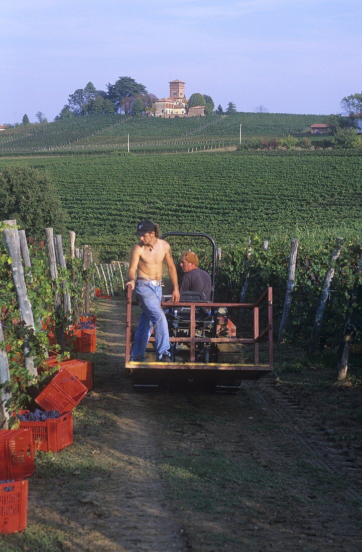 Weinlese am Weinberg von Renato Ratti, Piemont, Italien