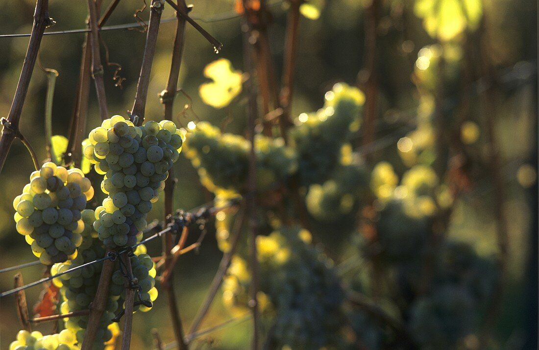 Riesling-Trauben