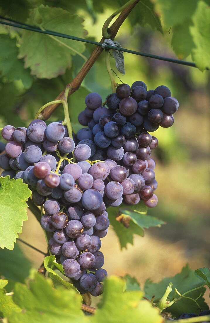 Trollinger grapes