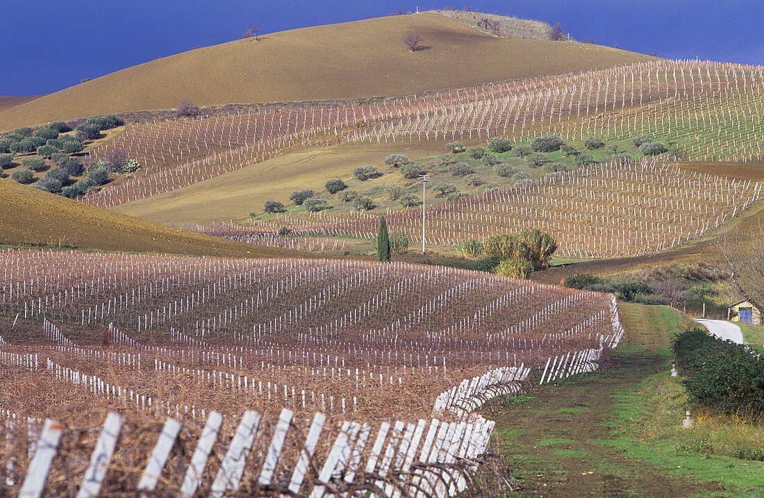 Weinberge von Giuseppe Tasca's Spitzengut Regaleali, Sizilien