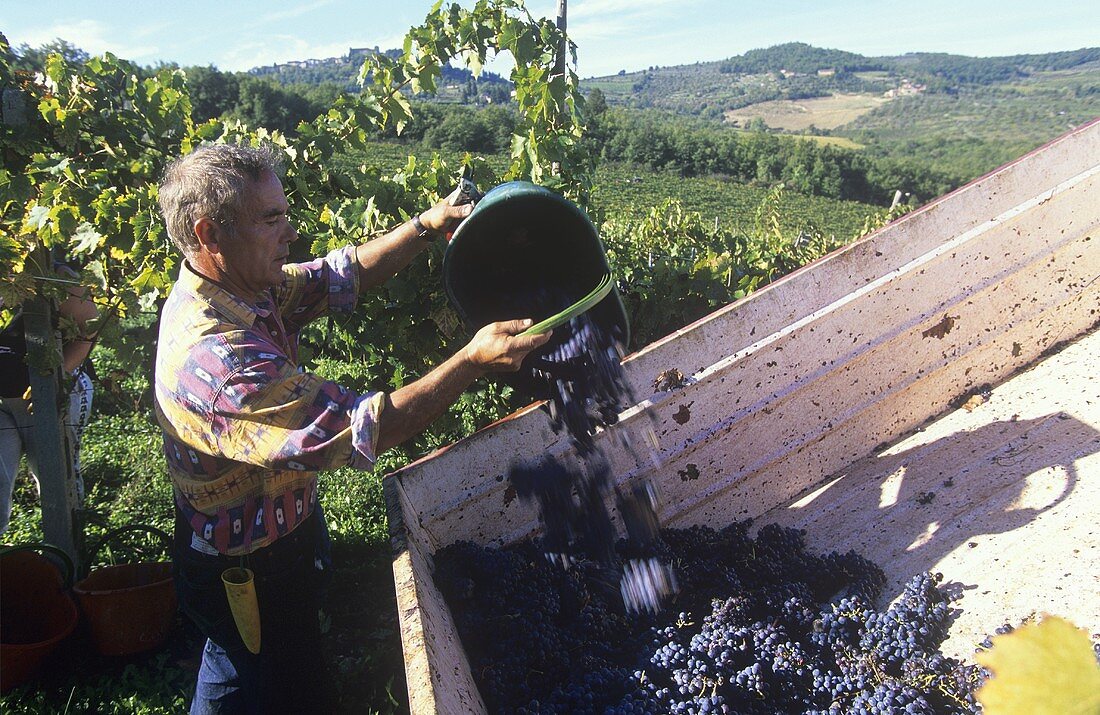 Grape harvest in Tuscany, Italy