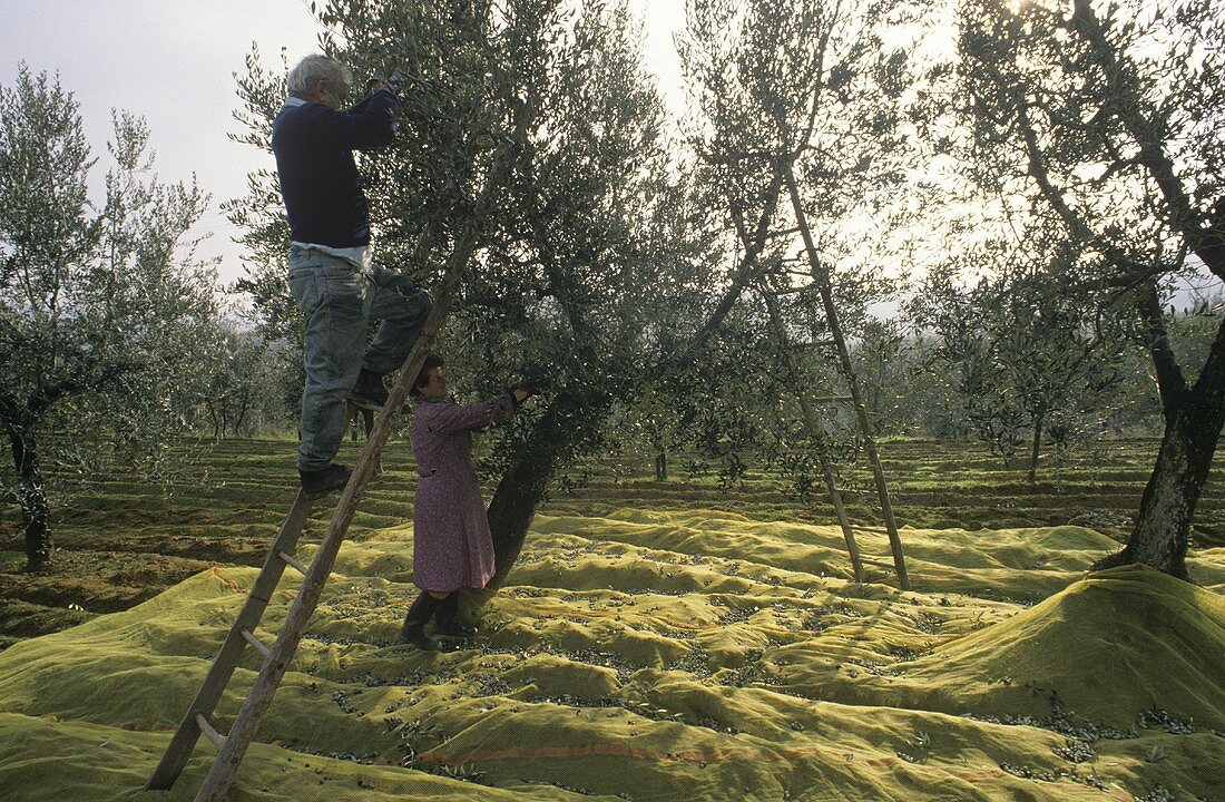 Olive harvest in Tuscany, Italy