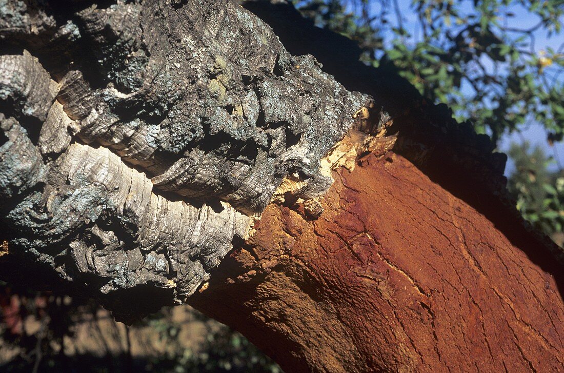 A stripped cork oak