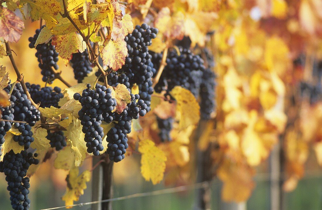 St. Laurent grapes, Austria