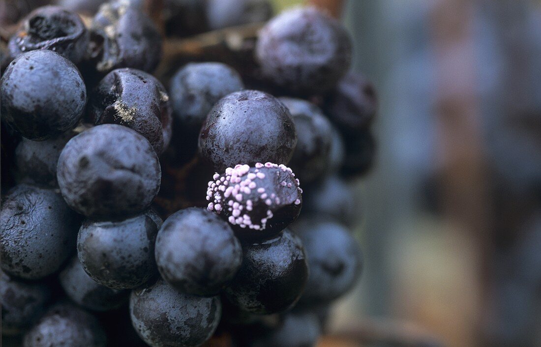 Red wine grapes affected by botrytis, Wachau, Austria
