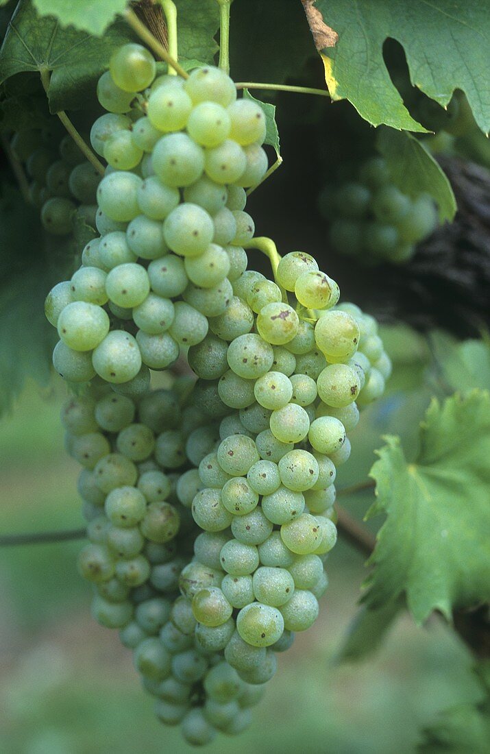 Welschriesling grapes, Austria