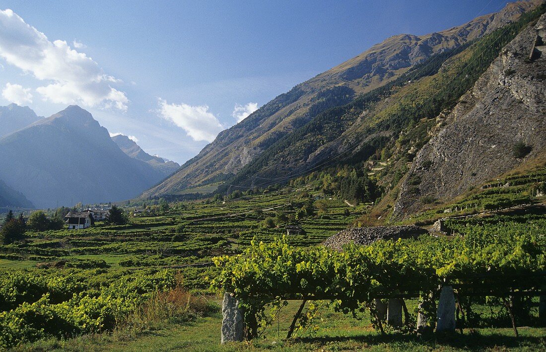 Typische niedrige Pergolen bei Morgex, Aostatal, Italien
