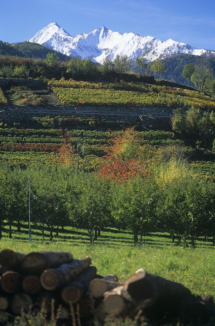 Aymavilles wine-growing area, Aosta Valley, Italy