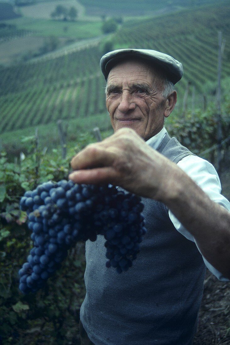 Mann hält Nebbiolo-Trauben, Barolo, Piemonte, Italien