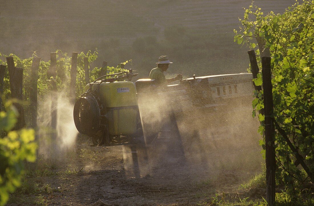 Spraying vines against botrytis, Barolo, Italy