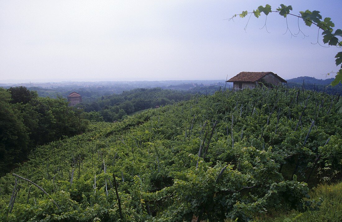 Vineyard near Ghemme, Novara, Piedmont, Italy