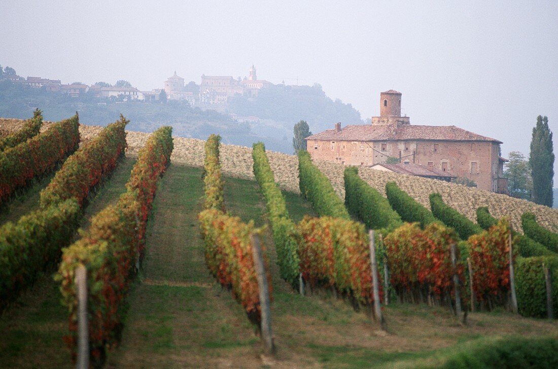 Rebzeilen im Weinbaugebiet Barolo, Piemonte, Italien
