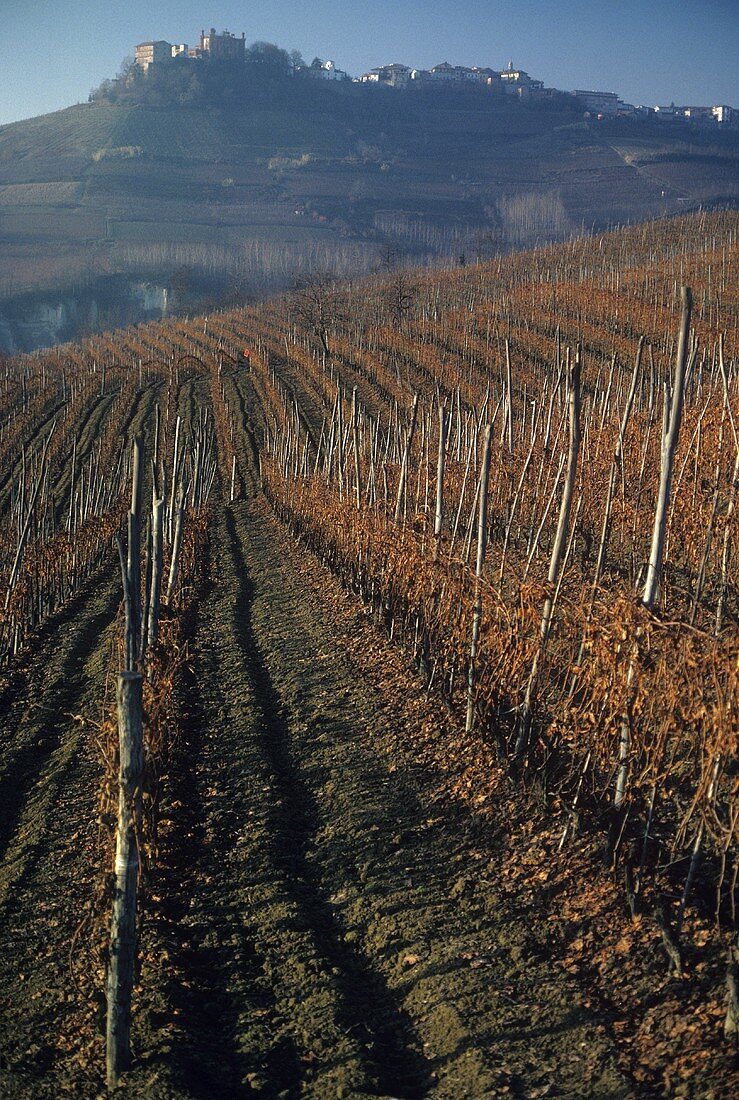 Weinberg mit dem Weindorf La Morra im Hintergrund, Piemonte
