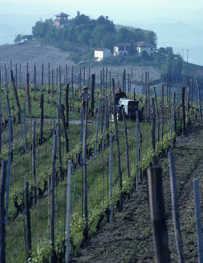 Das Weinanbaugebiet Barbaresco, Piemonte, Italien