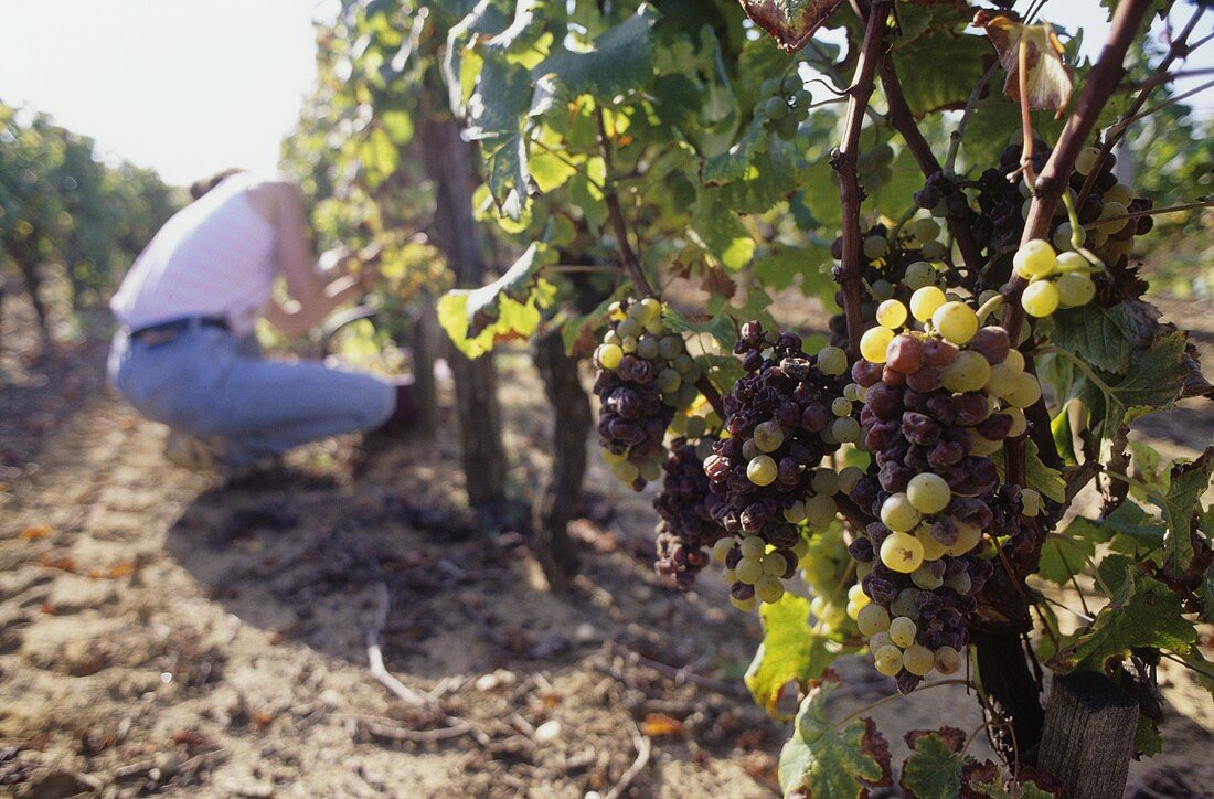 Picking Semillon grapes, Château Nairac, Sauternes