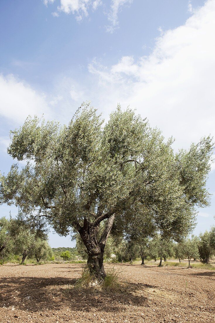 Olive tree
