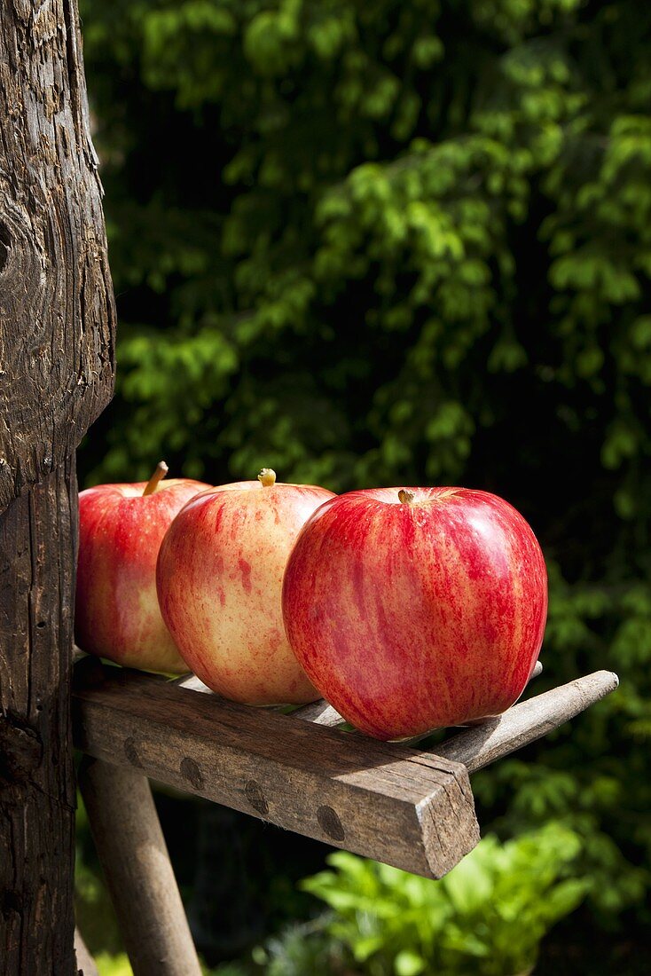 Three red apples on wooden rake in garden