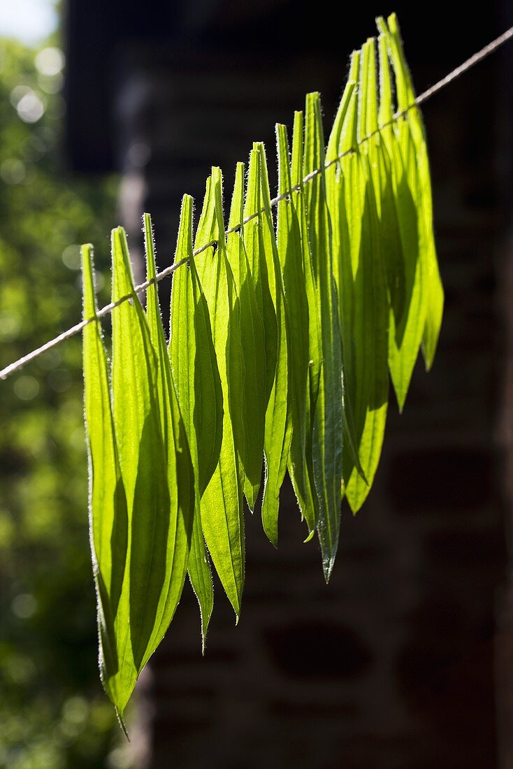 Ribwort plantain leaves drying on a line