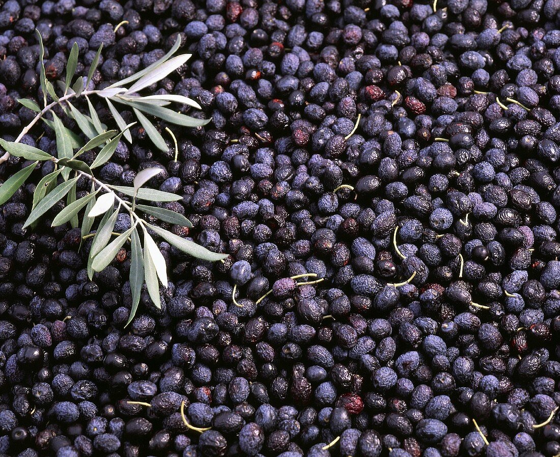 Black olives, full-frame